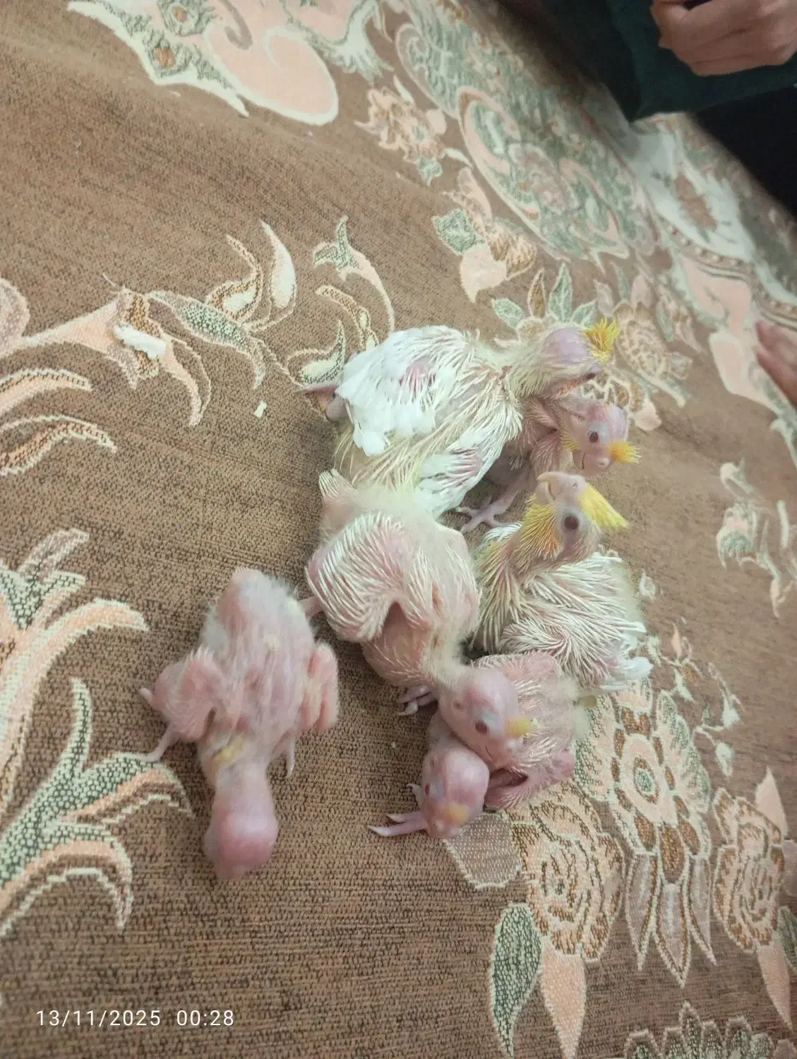 جوجه عروس هلندی|پرنده|تهران, طرشت|دیوار