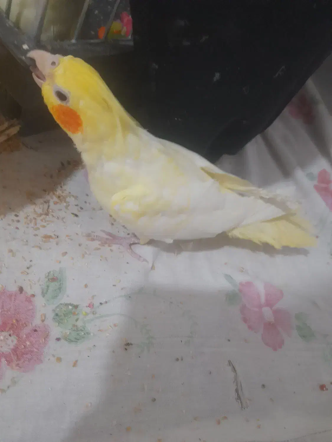 عروس هلندی|پرنده|بیضا, |دیوار