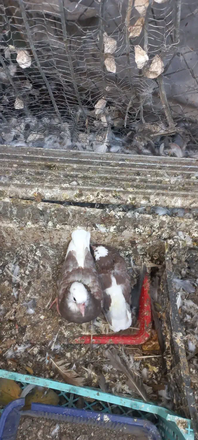 ی جفت کفتر با جوجه فروش نقد و معاوضه|پرنده|تهران, کرمان|دیوار