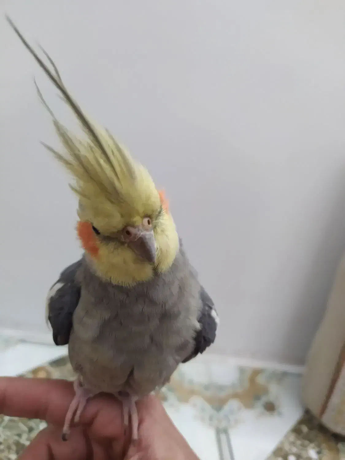 عروس هلندی سهره|پرنده|رباط‌کریم, نصیرشهر|دیوار