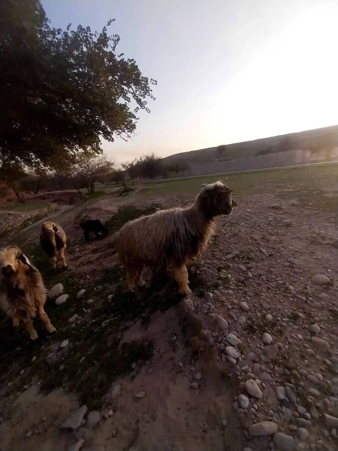 میش|حیوانات مزرعه|گتوند, |دیوار