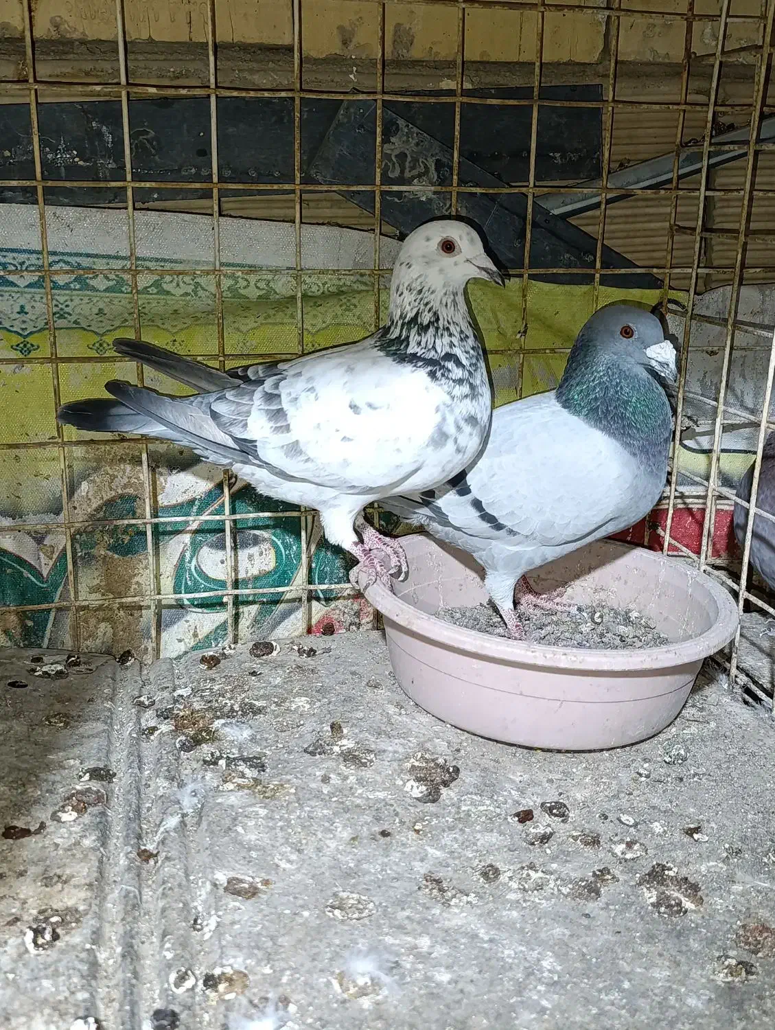 کفتر جفگاه|پرنده|مشهد, نوید|دیوار