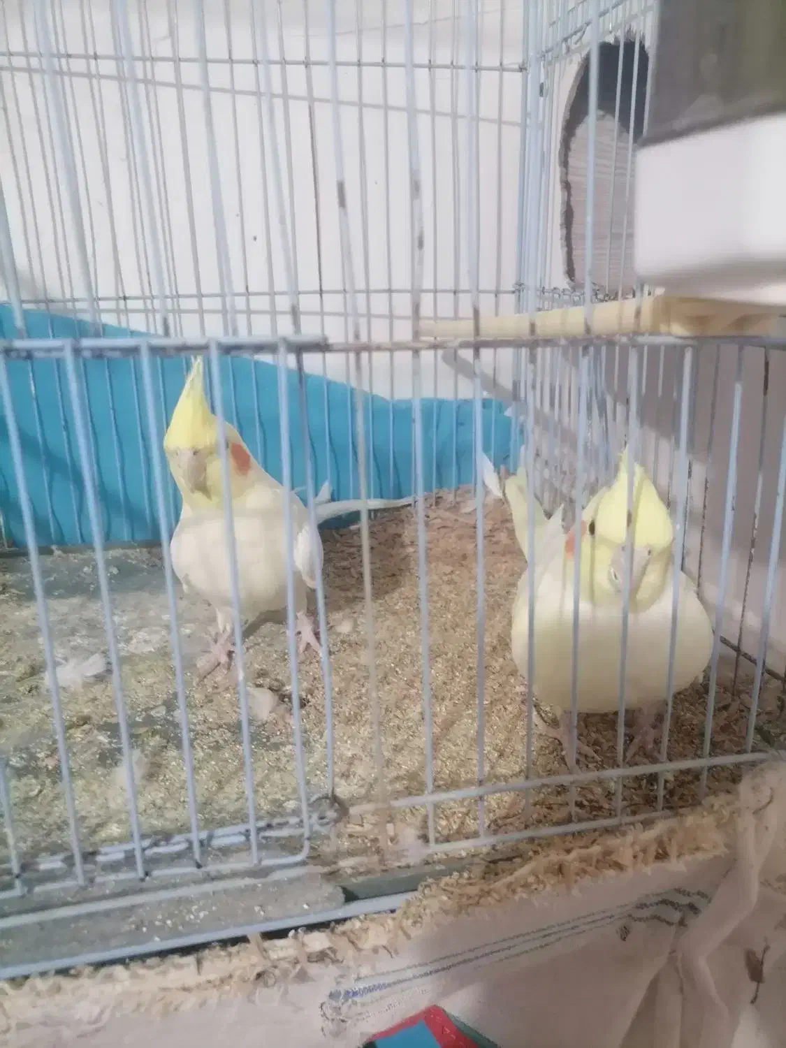 جفت عروس هلندی|پرنده|قهستان, |دیوار