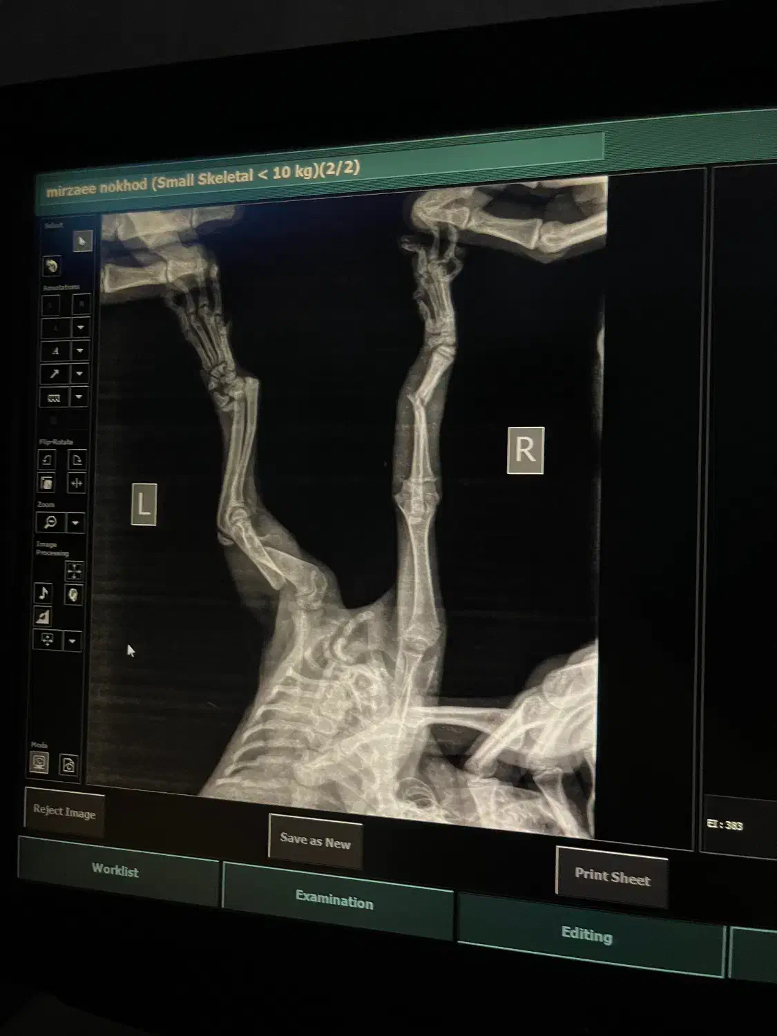 گربه دست شکسته|گربه|تهران, صادقیه|دیوار