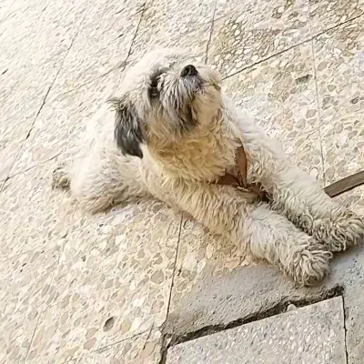 سگ خانگی|حیوانات|رامهرمز, |دیوار