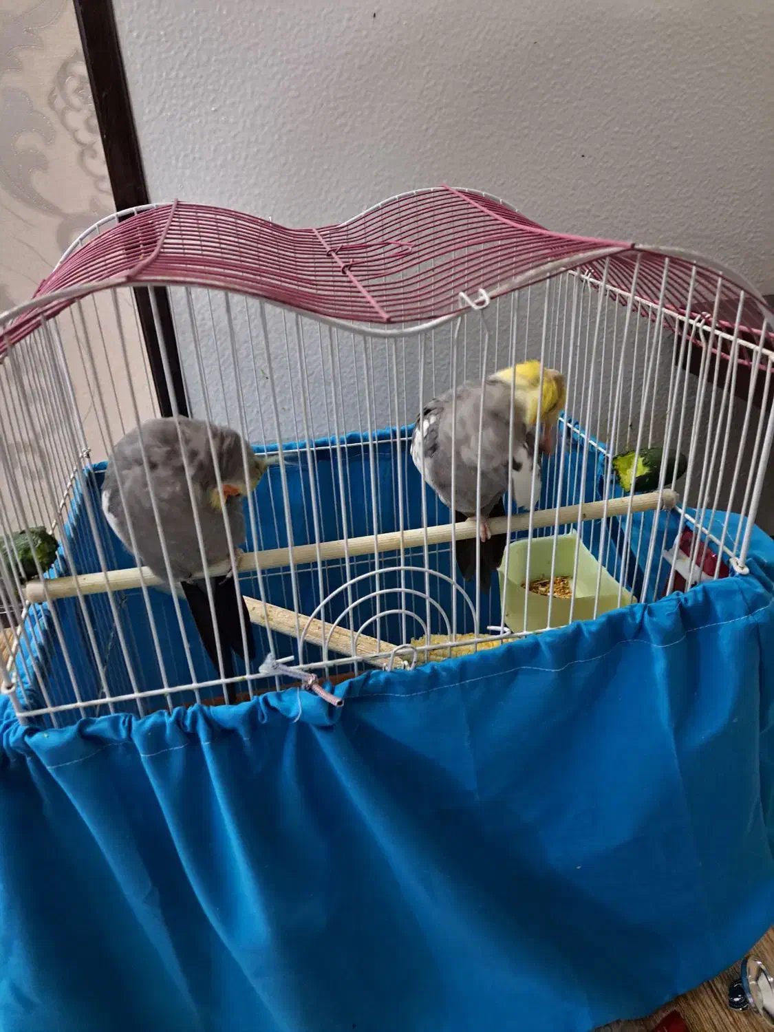 عروس هلندی|پرنده|شاهین‌شهر, خانه کارگر|دیوار