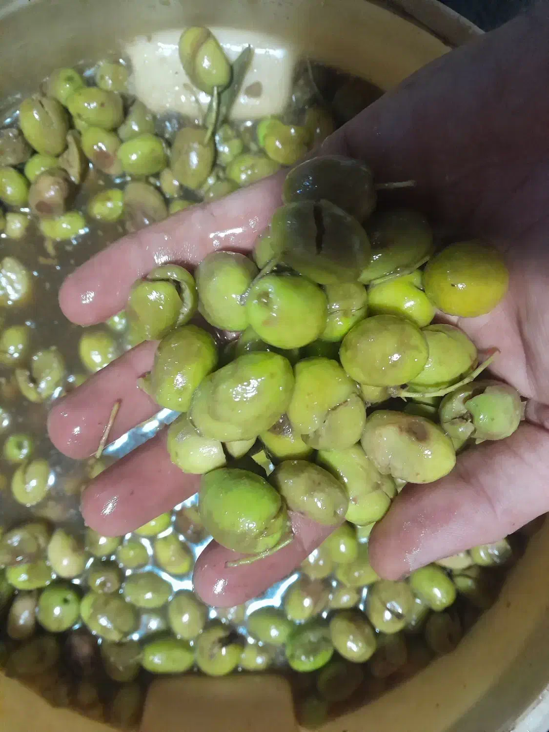 زیتون شکسته تلخ سنتی درشت|خوردنی و آشامیدنی|منجیل, |دیوار