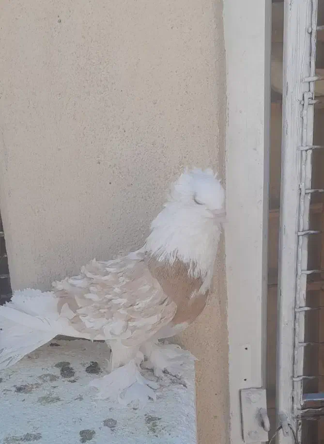 ماده جکسون زیبا و پر فر|پرنده|قم, لسانی|دیوار