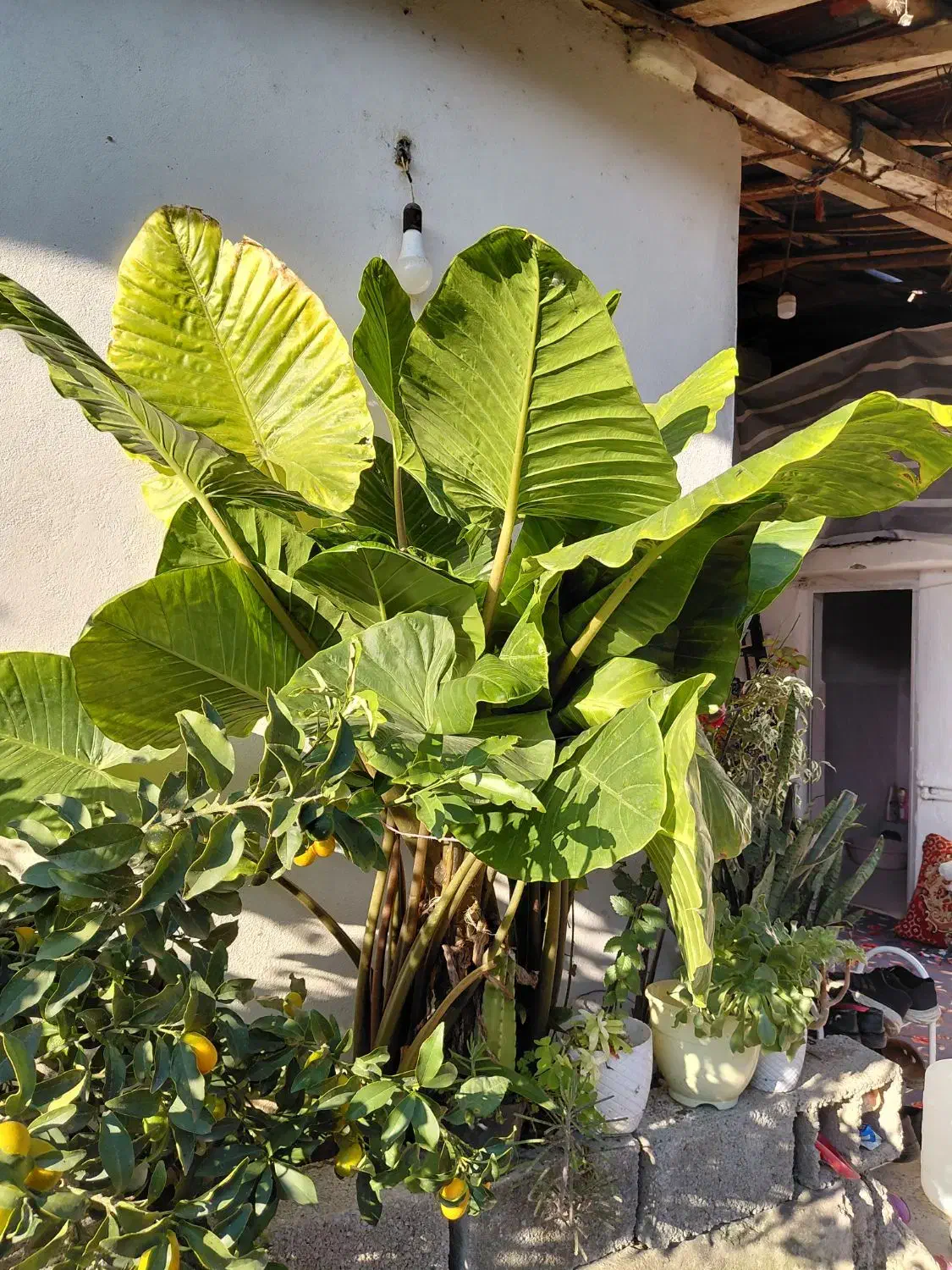 بابا ادم|گل و گیاه طبیعی|واجارگاه, |دیوار