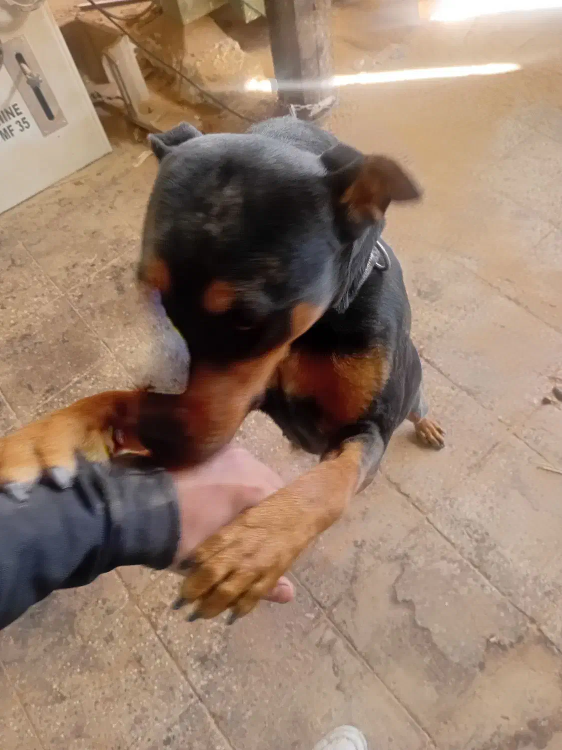 سگ روتفایلر|سگ|قم, کاسه گران|دیوار