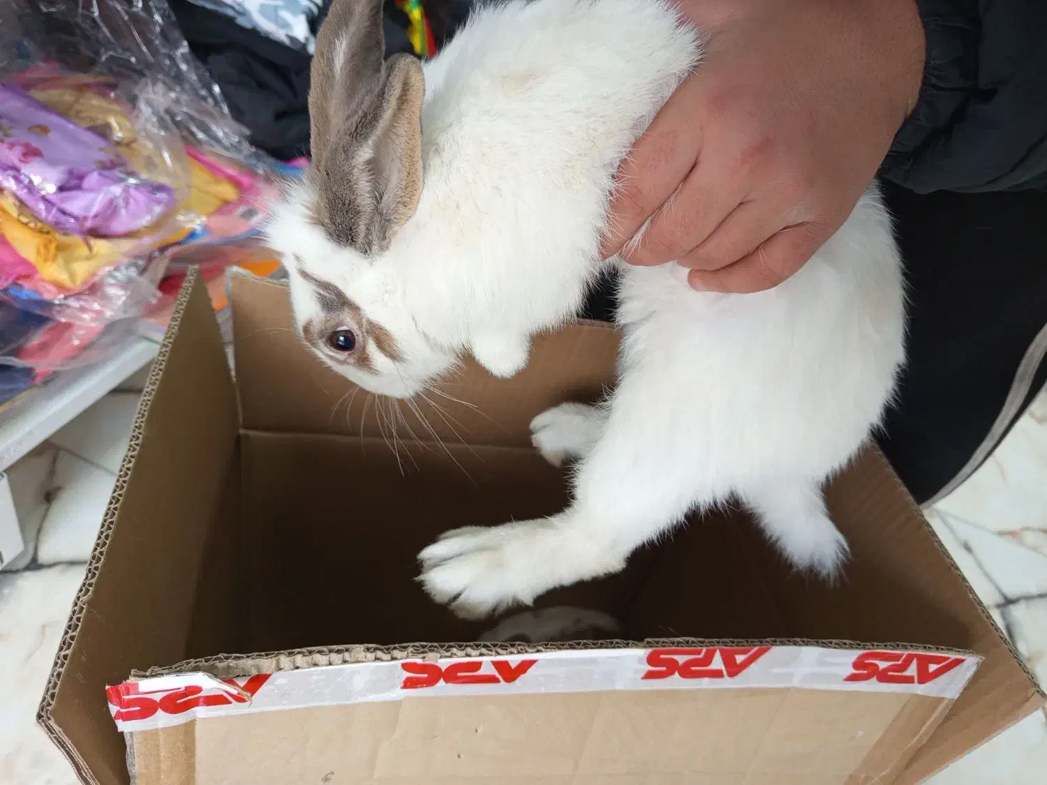 خرگوش|موش و خرگوش|سنندج, |دیوار