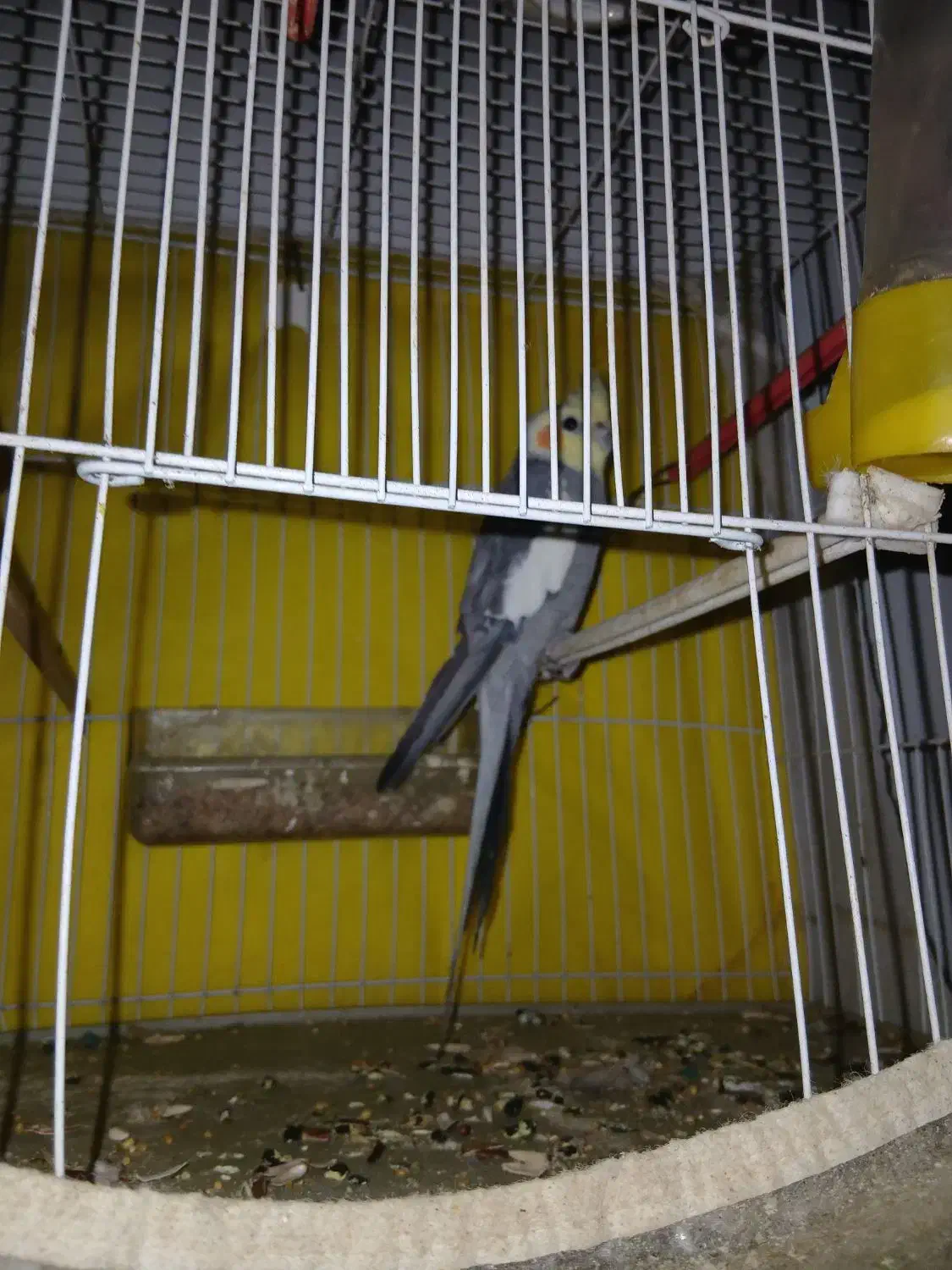 عروس هلندی دستی سخنگو حرف میزنه بوس بده بدو بیا|پرنده|خواف, |دیوار