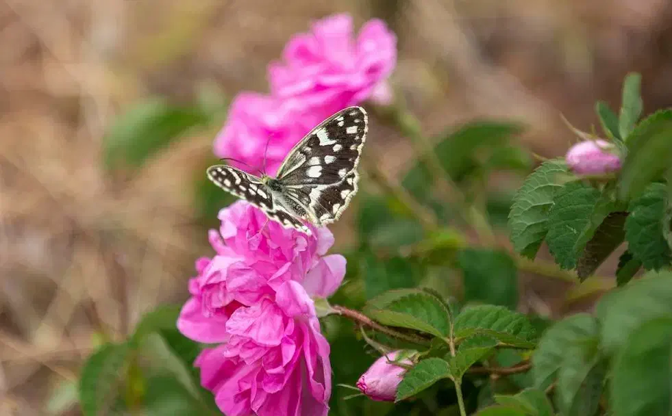 نهال گل محمدی|گل و گیاه طبیعی|مشهد, فرخد|دیوار