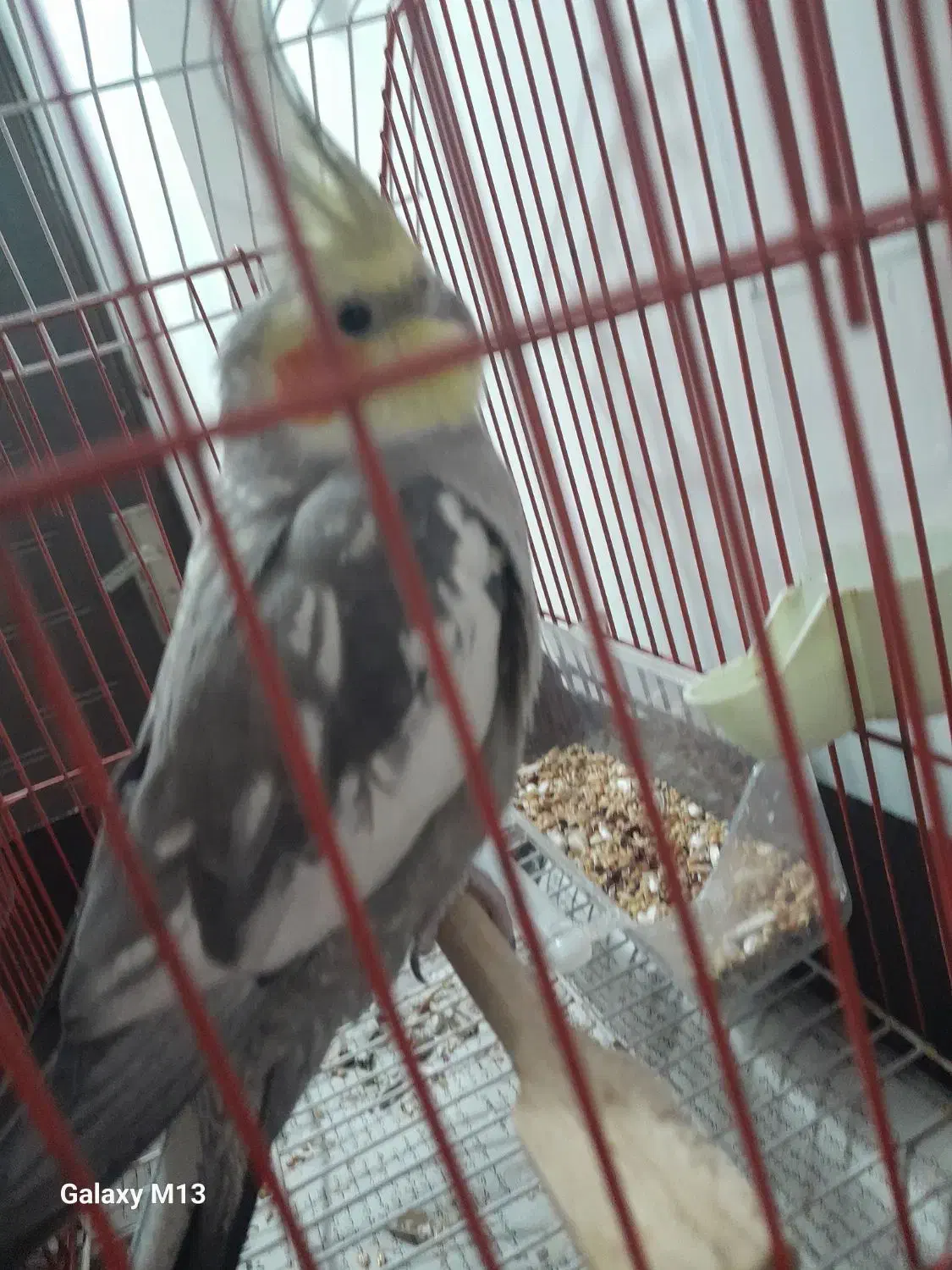 پرنده طوطی بالغ|پرنده|رشت, لاکان شهر|دیوار