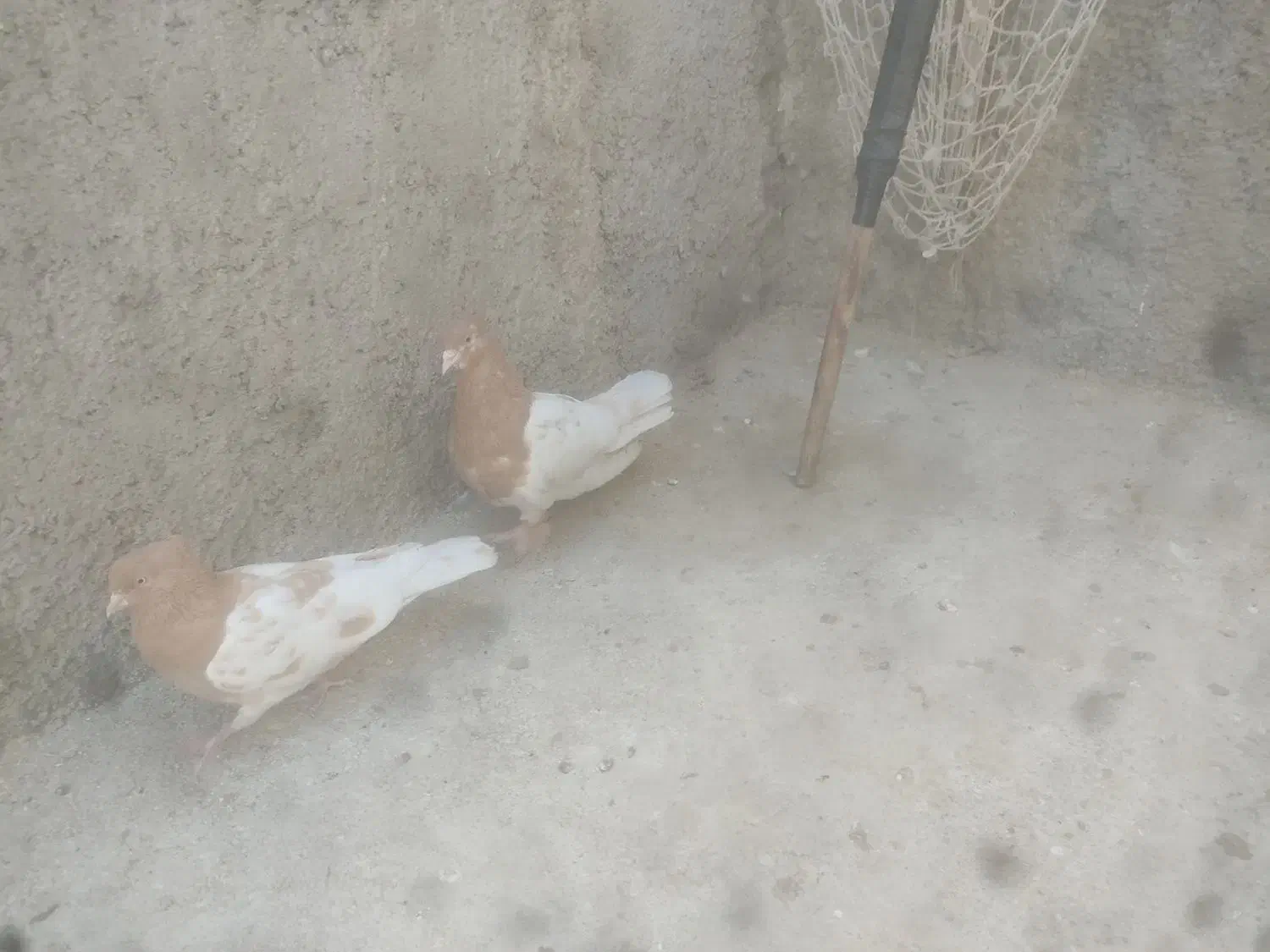 فروش کفتر|پرنده|شیراز, شهرک ترکان|دیوار