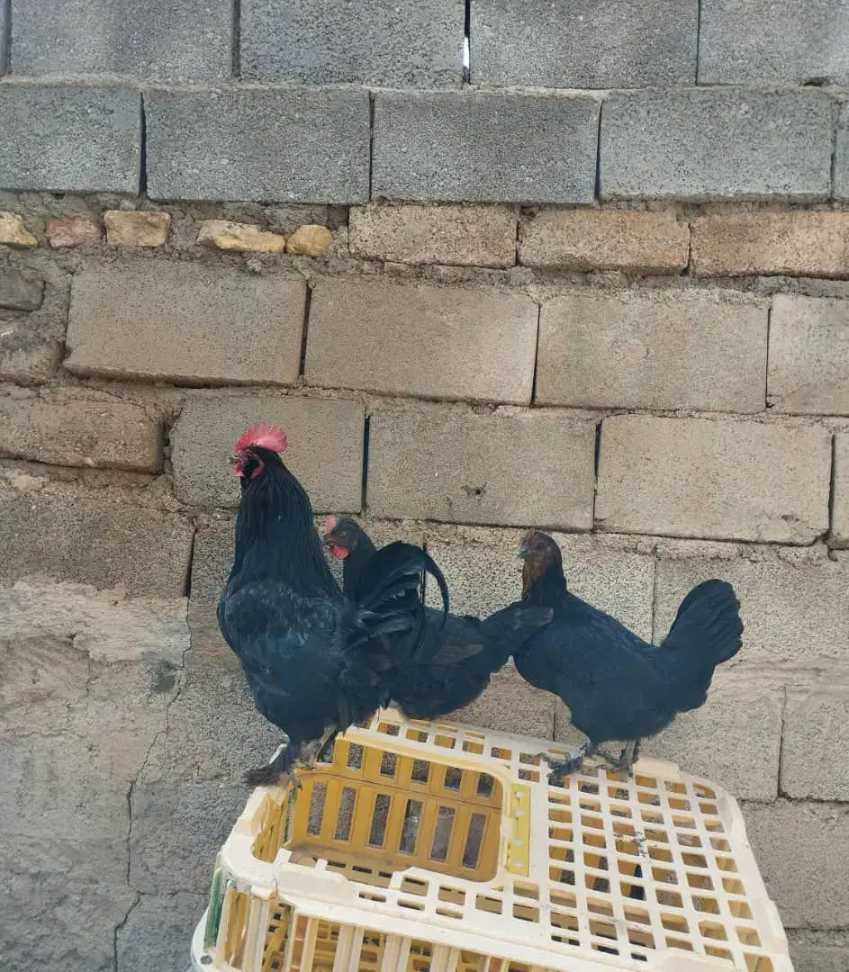 مرغ خروس|حیوانات مزرعه|فسارود, |دیوار