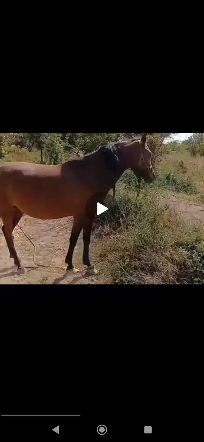 برکت مادیان ابستن|اسب و تجهیزات اسبسواری|الوند, |دیوار