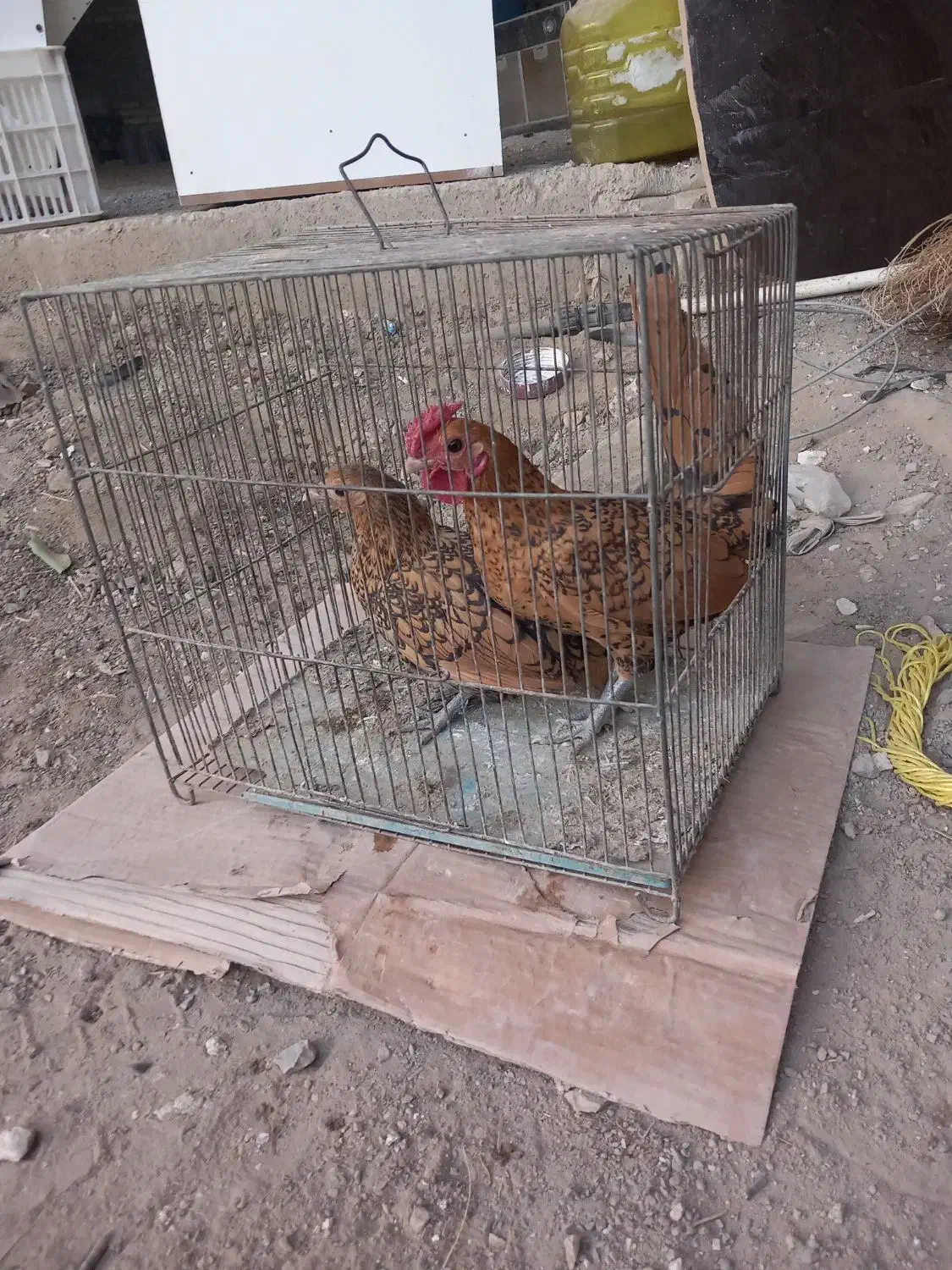 مرغ خروس مینیاتوری سیبرایت|حیوانات مزرعه|لالجین, |دیوار