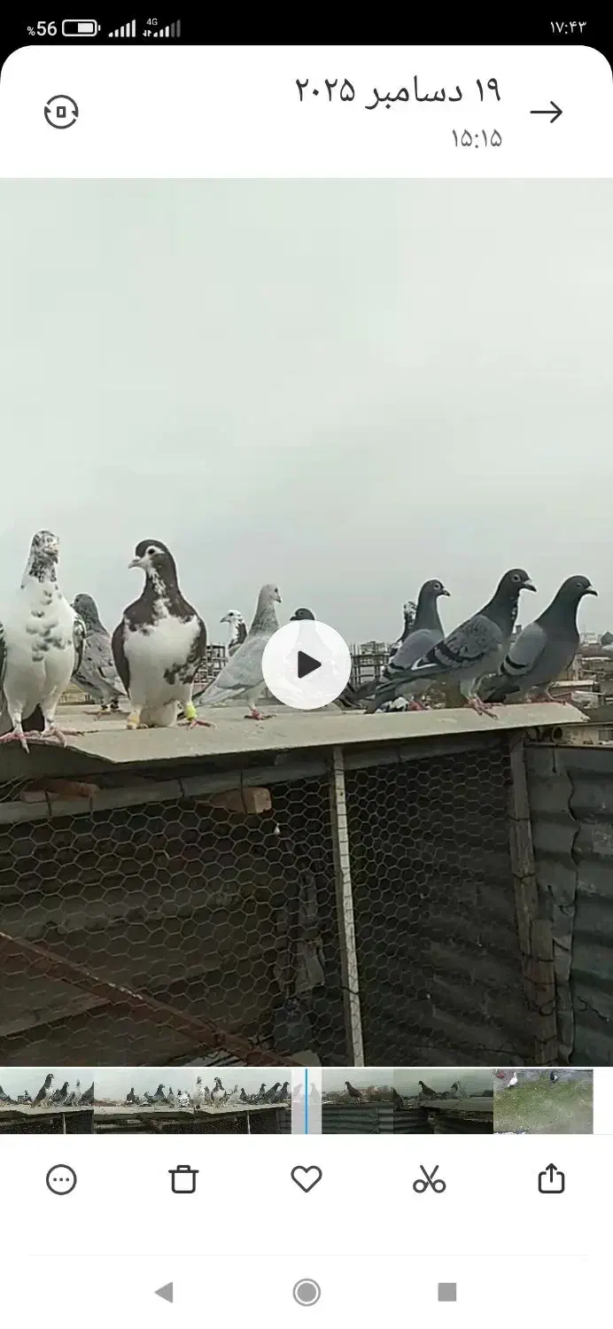 کبوتر|پرنده|گنبد کاووس, |دیوار