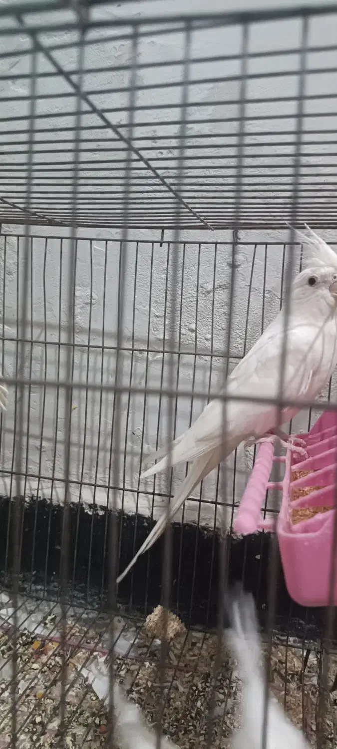 طوطی ماده البینو|پرنده|اندیمشک, |دیوار