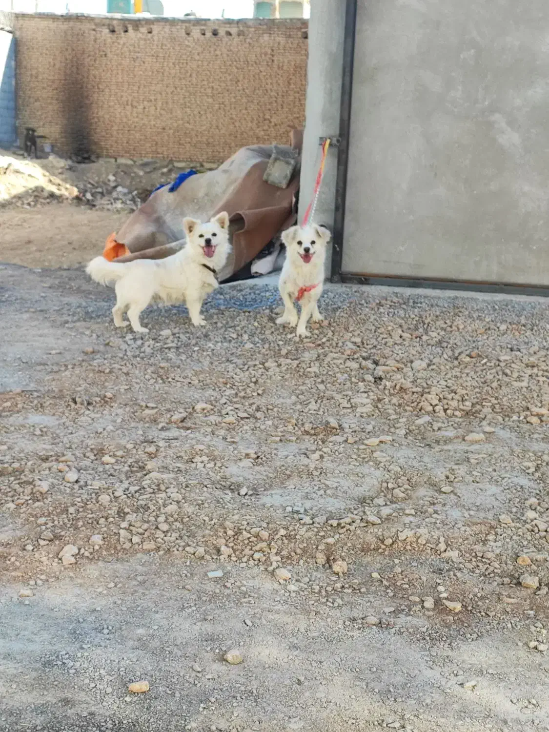 یه جفت سگ پاپی|سگ|فلاورجان, |دیوار