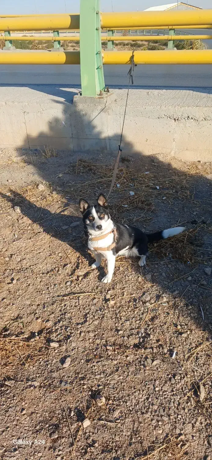 سگ پاکوتاه خوشگل وزیبا|سگ|اراک, |دیوار