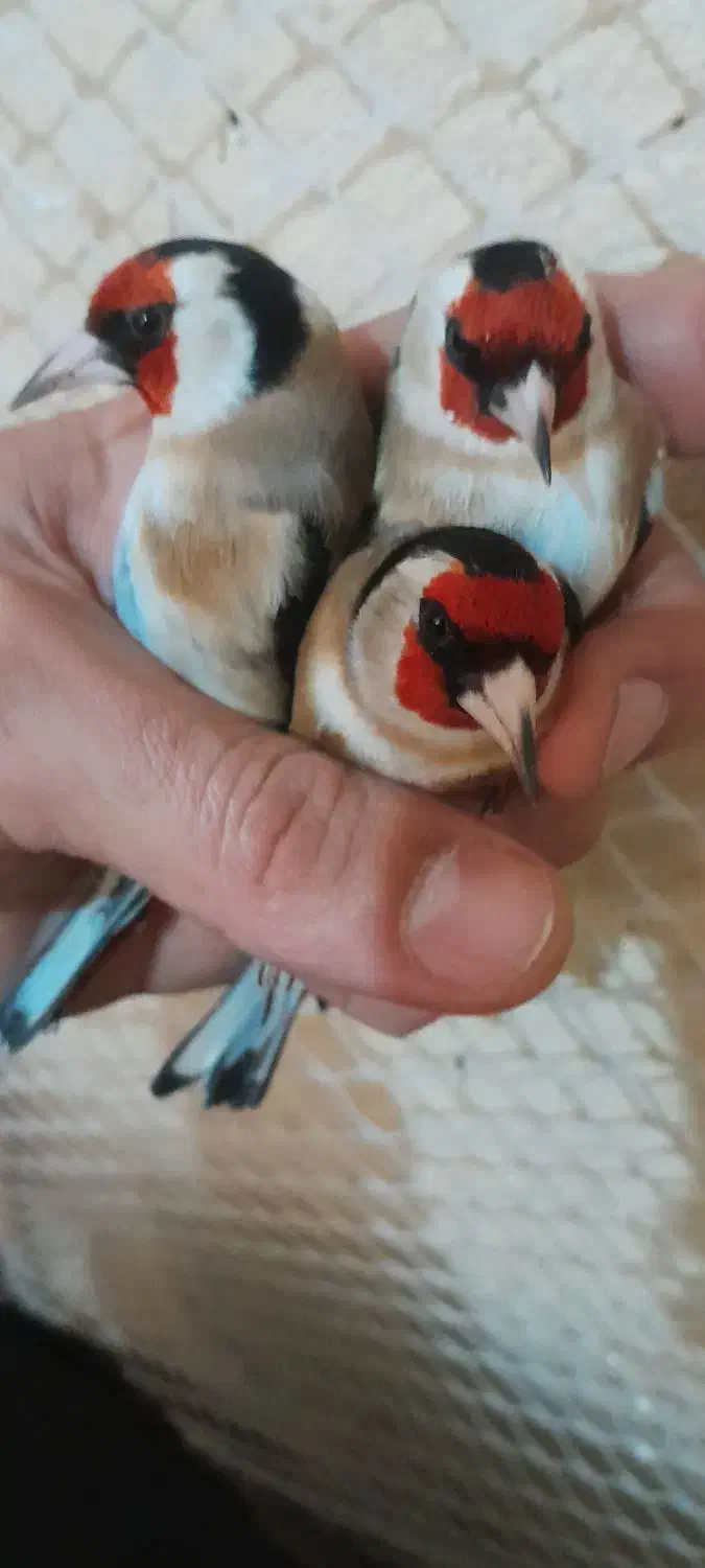 سره پاییزه|پرنده|شهر ری, صفاییه (چشمه علی)|دیوار