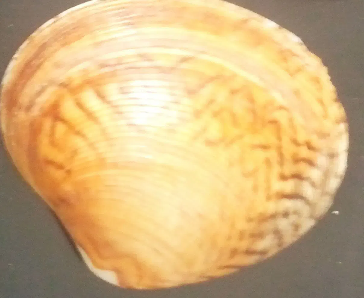 فروش کلکسیون صدف دریایی|کلکسیون اشیاء عتیقه|زرآباد, |دیوار