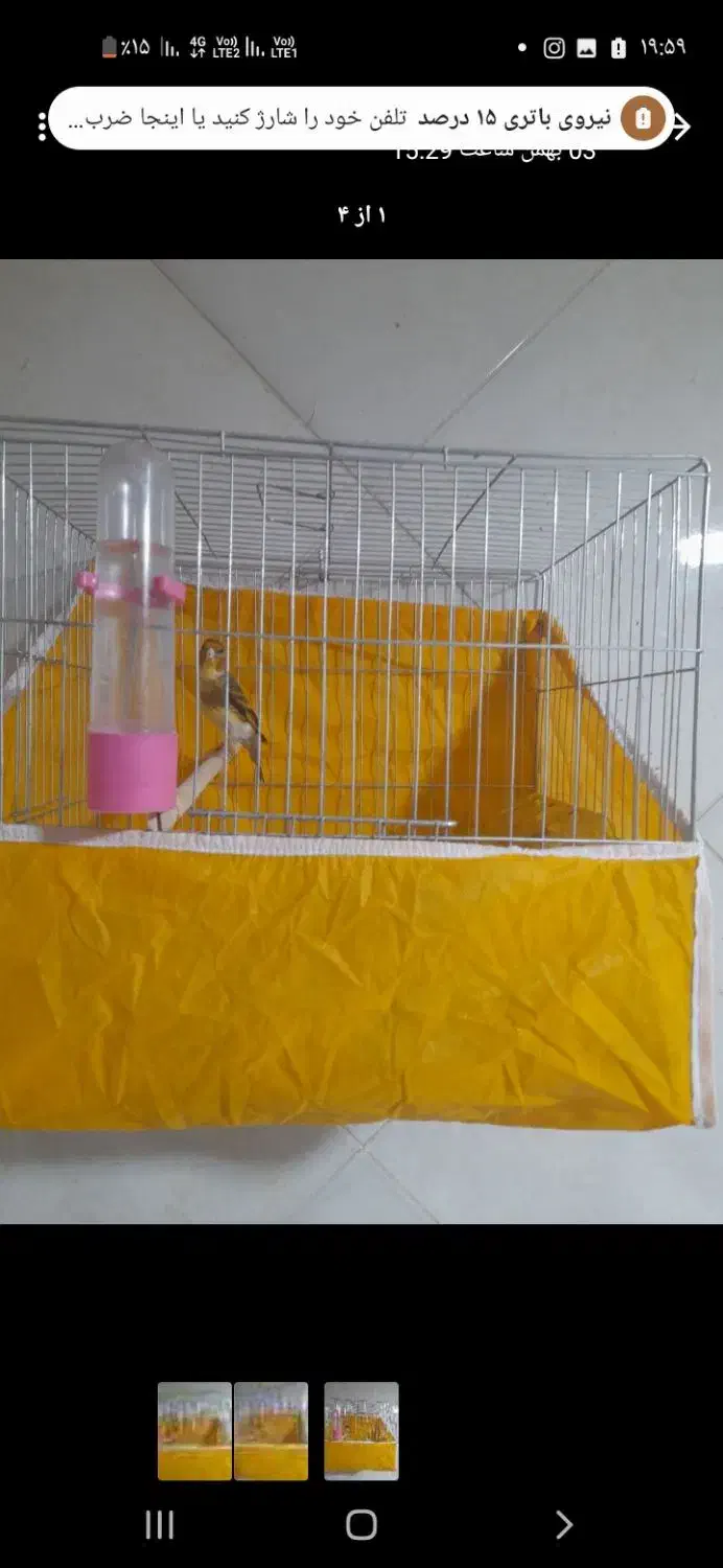 سهره قناری|پرنده|پاکدشت, پاکدشت (مامازند)|دیوار