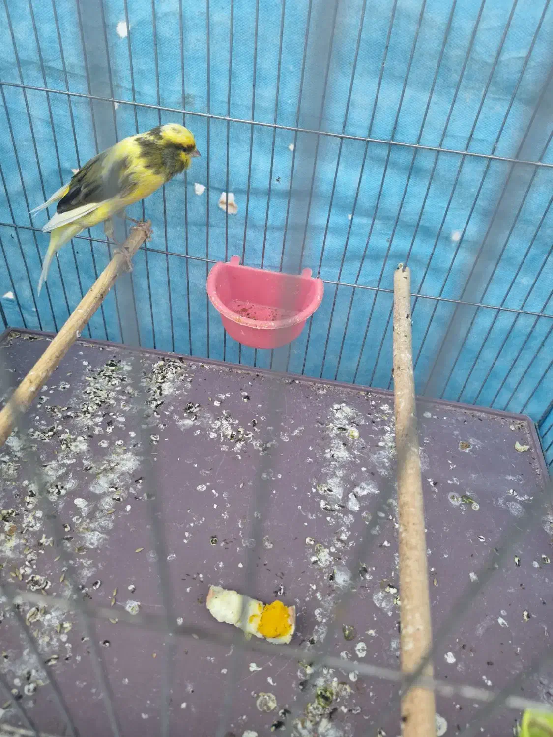 قناری نر سوپر|پرنده|حمیدیا, |دیوار