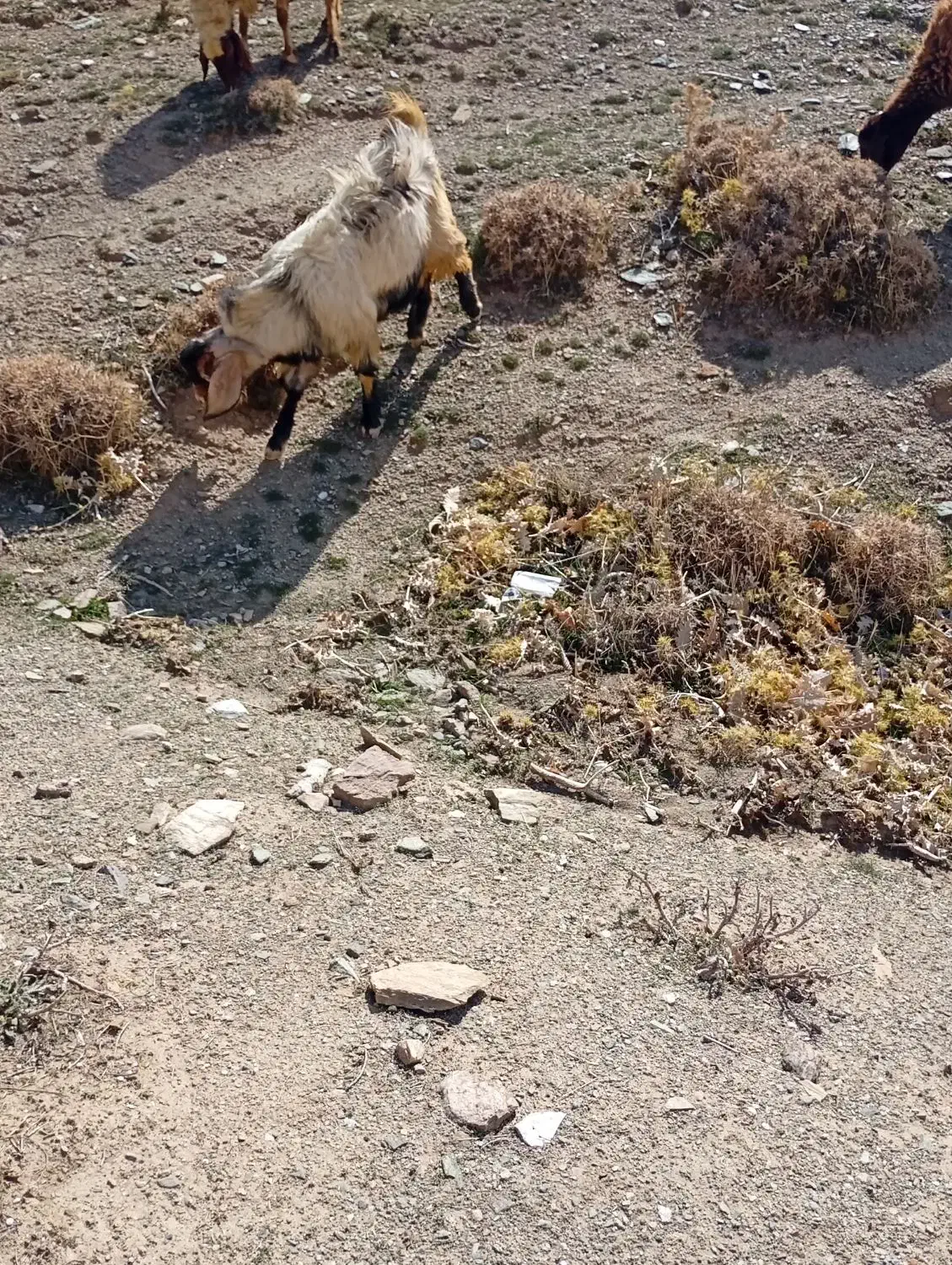 چپش نر|حیوانات مزرعه|دورود, |دیوار