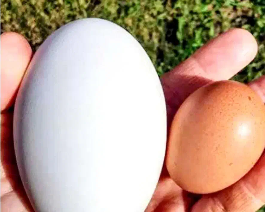 تخم نطفه دار قوغاز قبقب دار گوشتی|حیوانات مزرعه|نیشابور, دارایی|دیوار