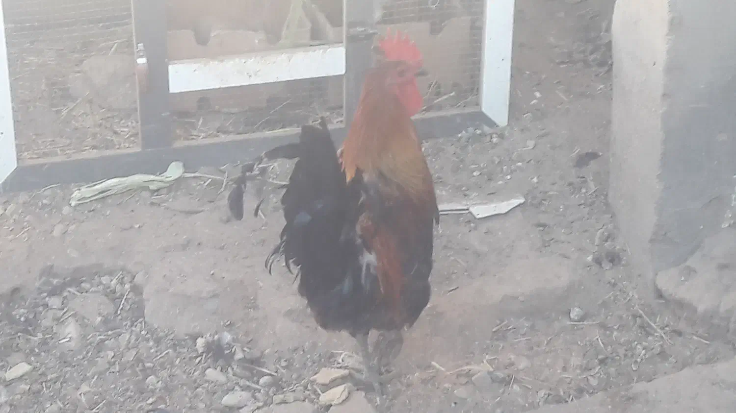 خروس درشت|حیوانات مزرعه|طبس, |دیوار