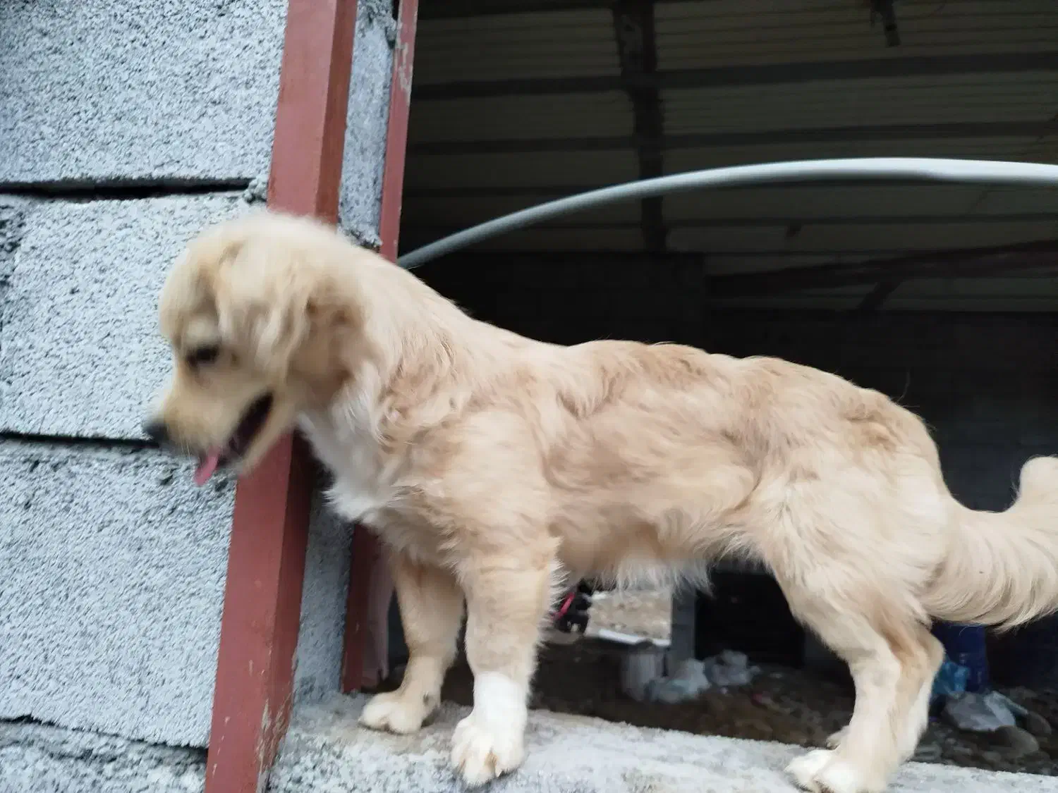 سگ گم شده|حیوانات|تنکابن, |دیوار