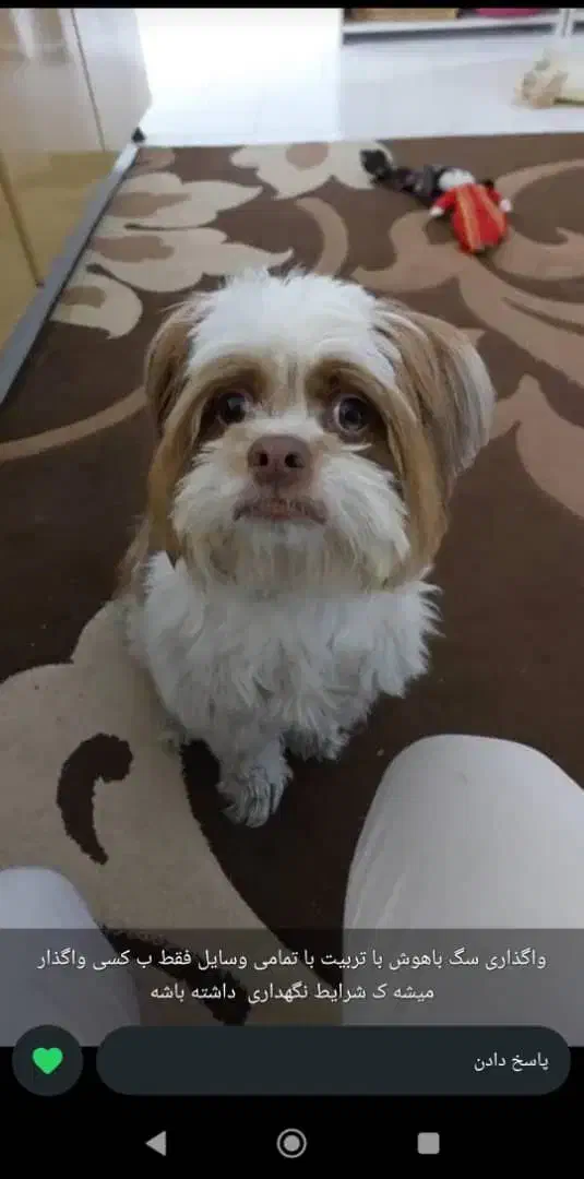 واگذاری شیتزو زیبا|سگ|شیراز, شهرک گلستان|دیوار