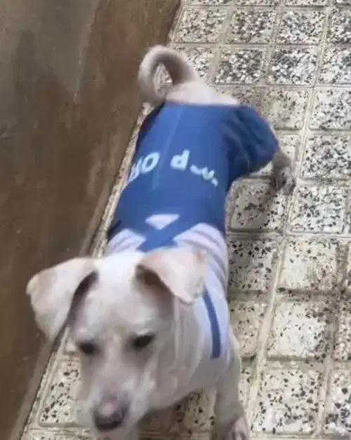 سگ گمشده|حیوانات|آستارا, |دیوار