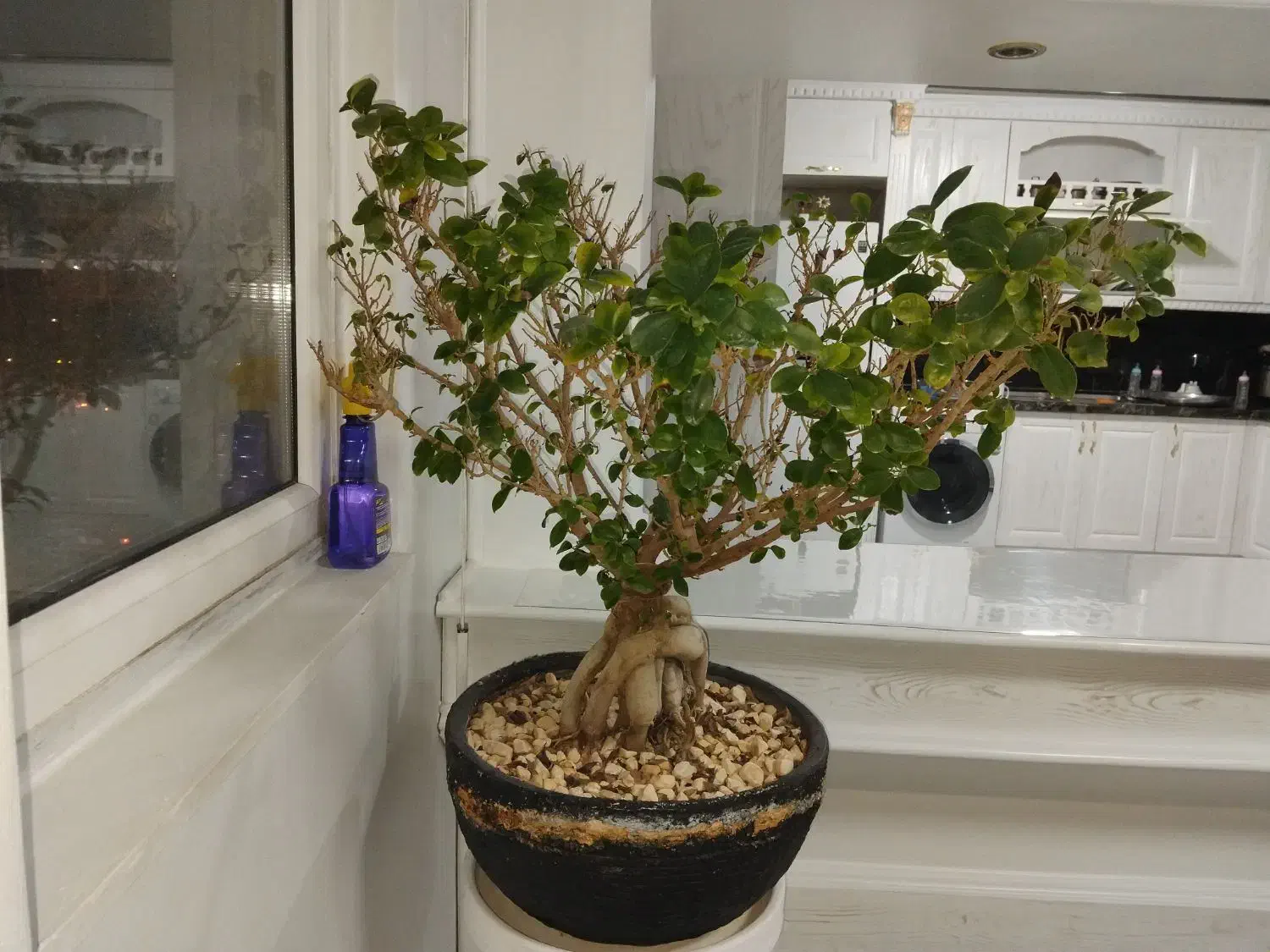 گل طبیعی بن سای جینسینگ|گل و گیاه طبیعی|مشهد, فدک|دیوار