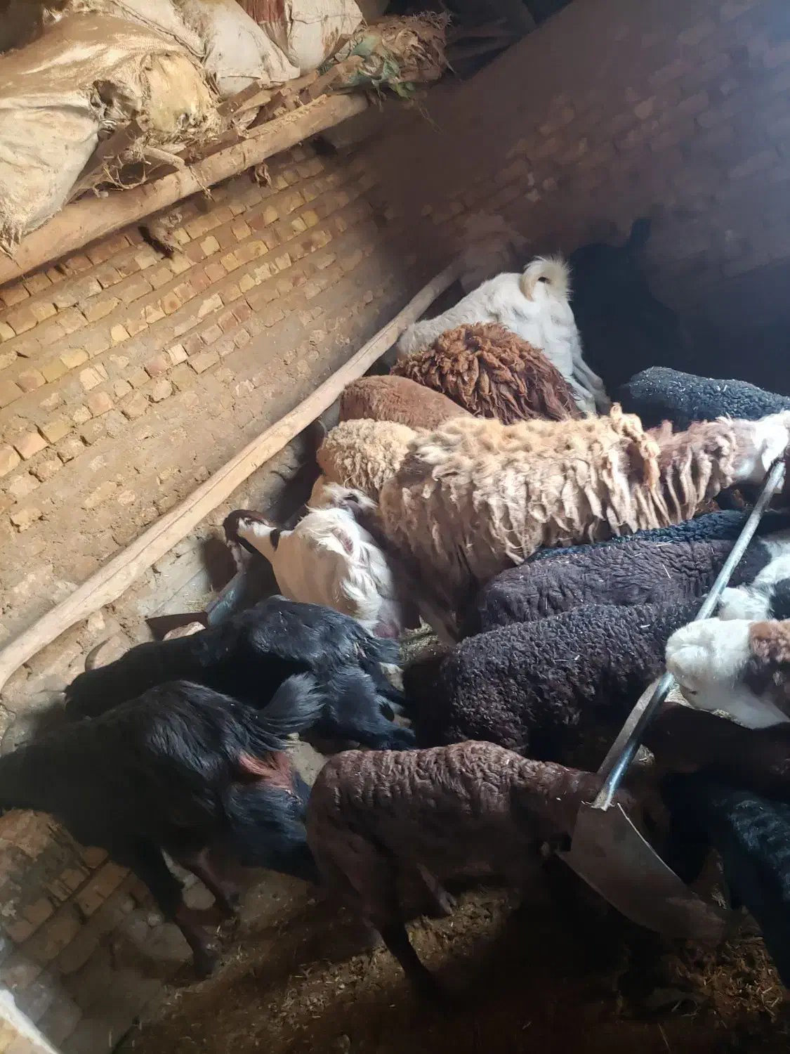 میش زاییده|حیوانات مزرعه|تایباد, |دیوار