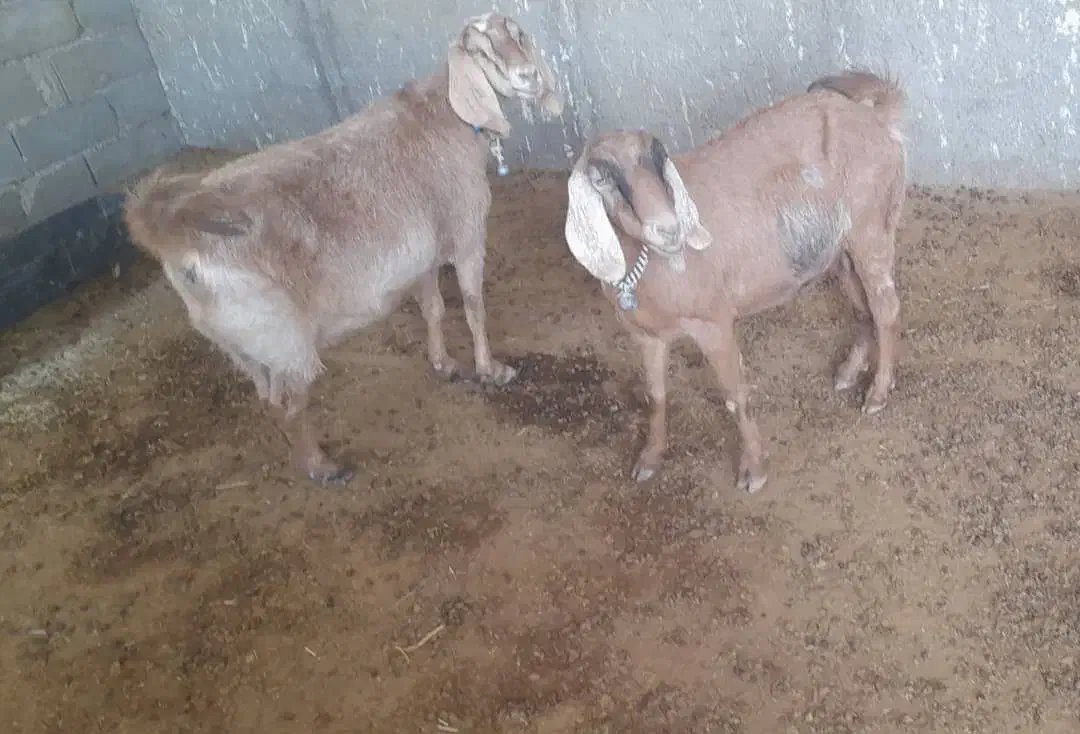 دوبز آبستنبهترین نژاد|حیوانات مزرعه|ملکشاهی, |دیوار