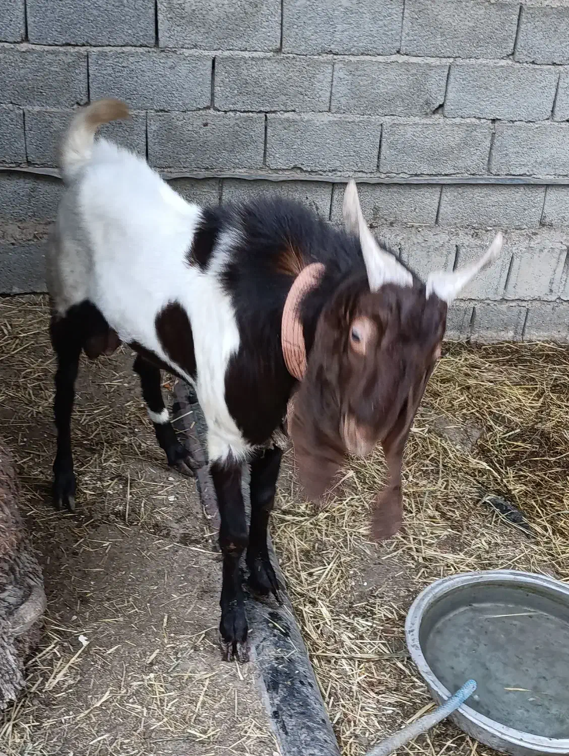 بز نر افغانی|حیوانات مزرعه|بندر ماهشهر, |دیوار