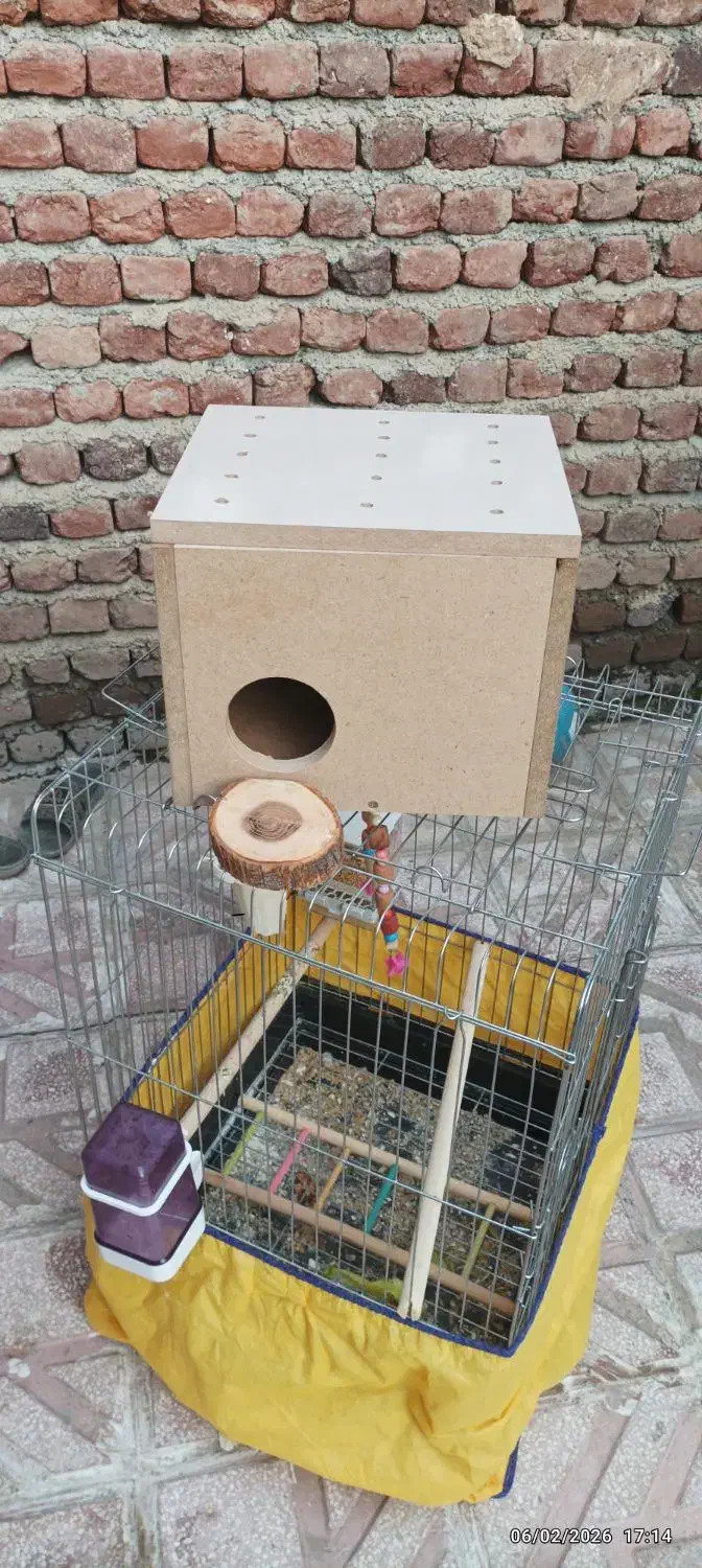 لانه پرنده بزرگ|لوازم جانبی حیوانات|مریوان, |دیوار