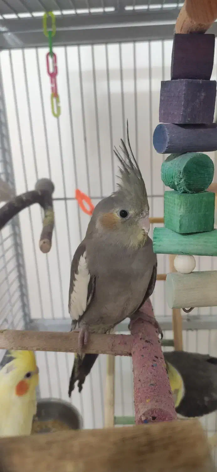 عروس هلندی سخنگو تا ده کلمه|پرنده|حمیدیا, |دیوار