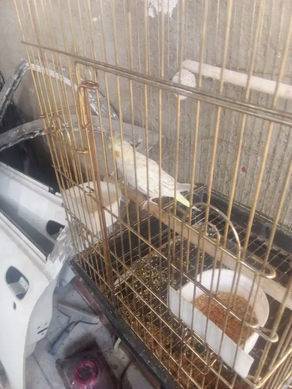 عروس هلندی|پرنده|بومهن, |دیوار