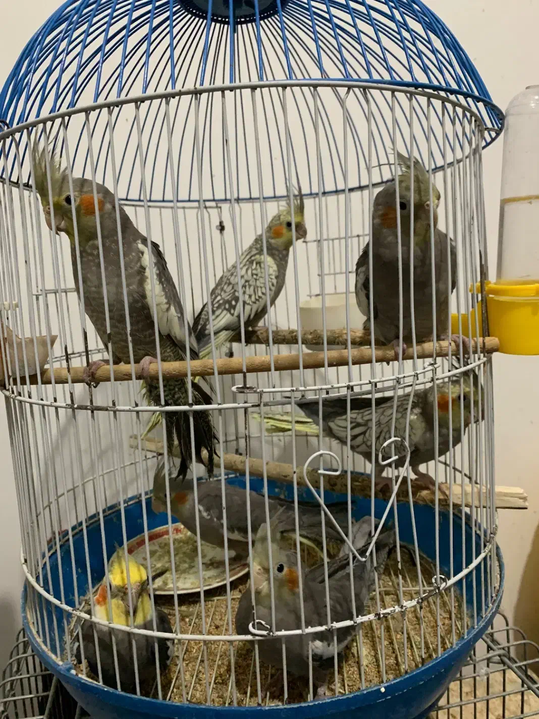 طوطی عروس|پرنده|کوچصفهان, |دیوار