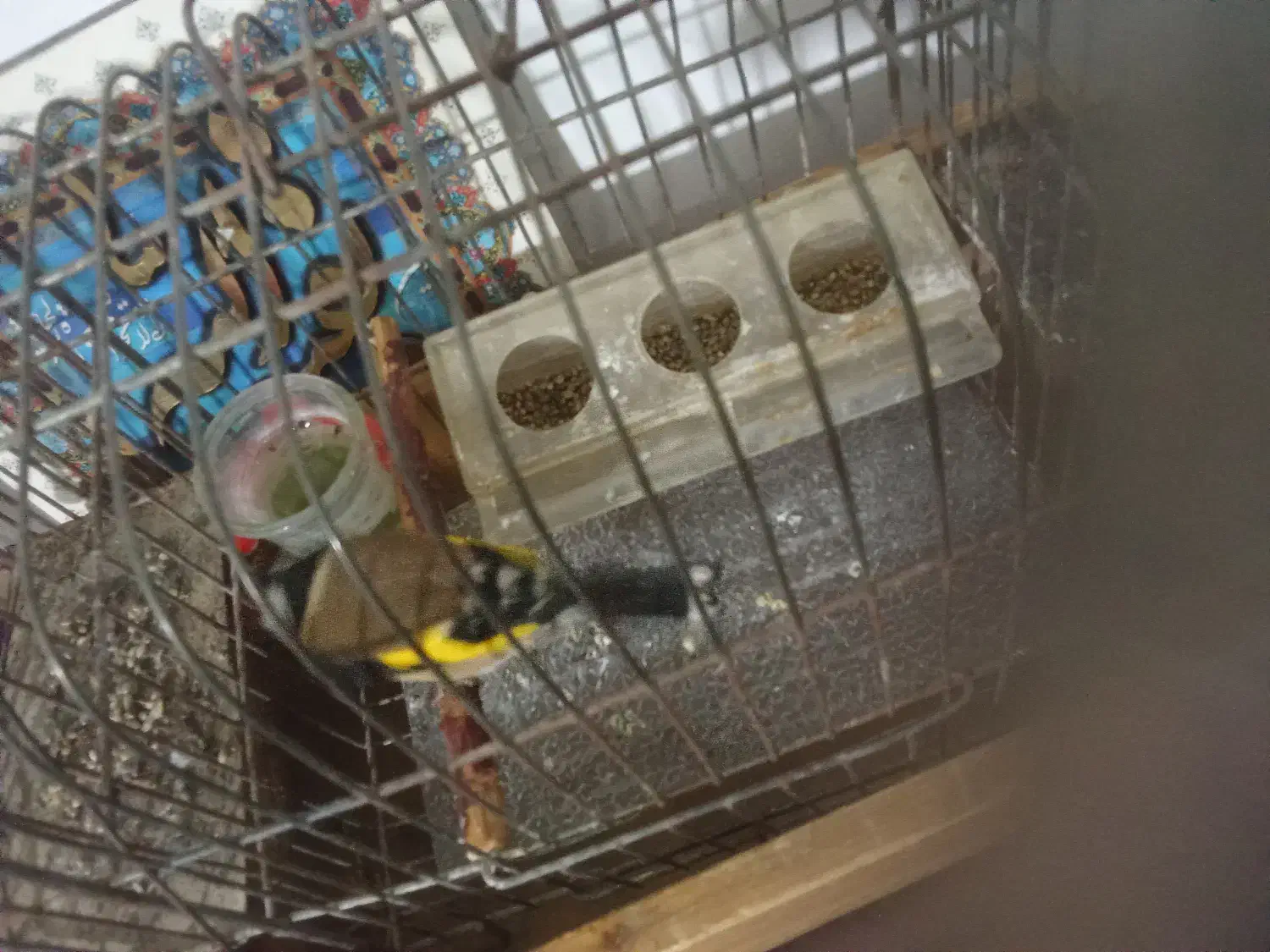 سهره عروسک|پرنده|قلقل رود, |دیوار