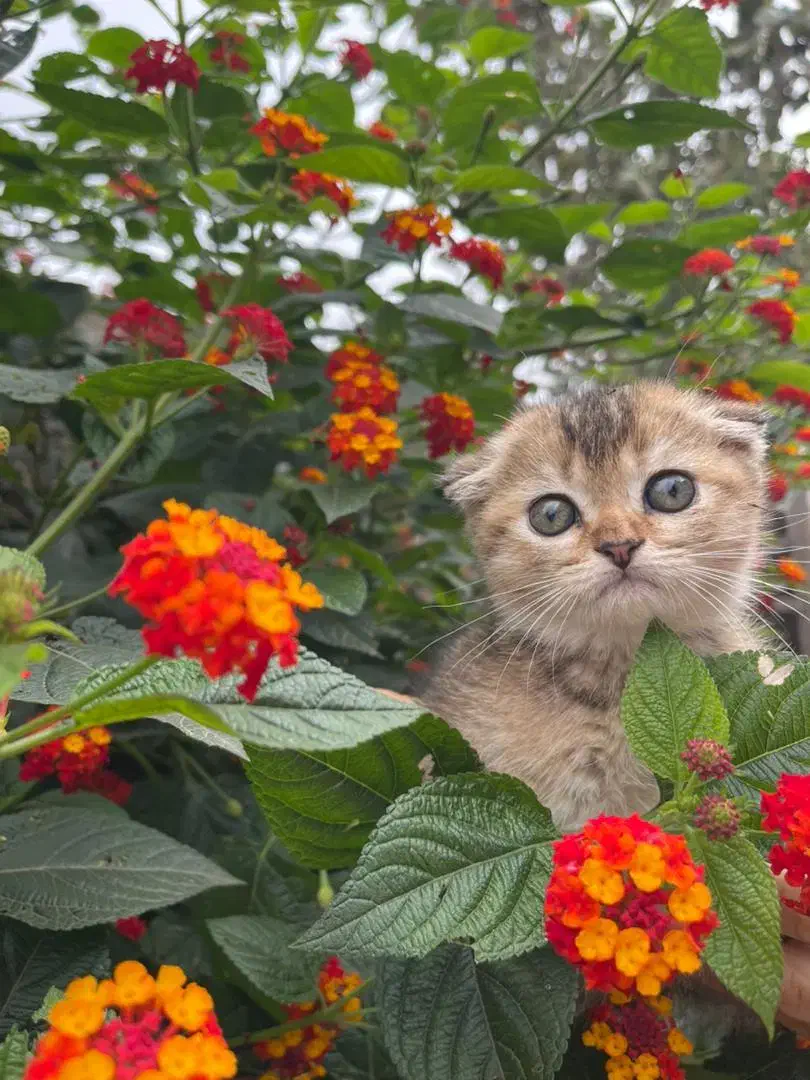 گربه|گربه|لاهیجان, شیشه گران|دیوار