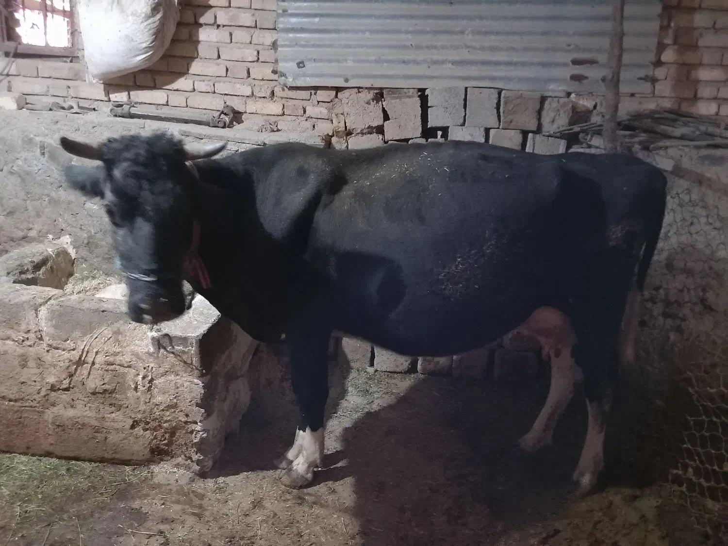 گاو و گوساله ماده سیمینتال|حیوانات مزرعه|بیلوار, |دیوار