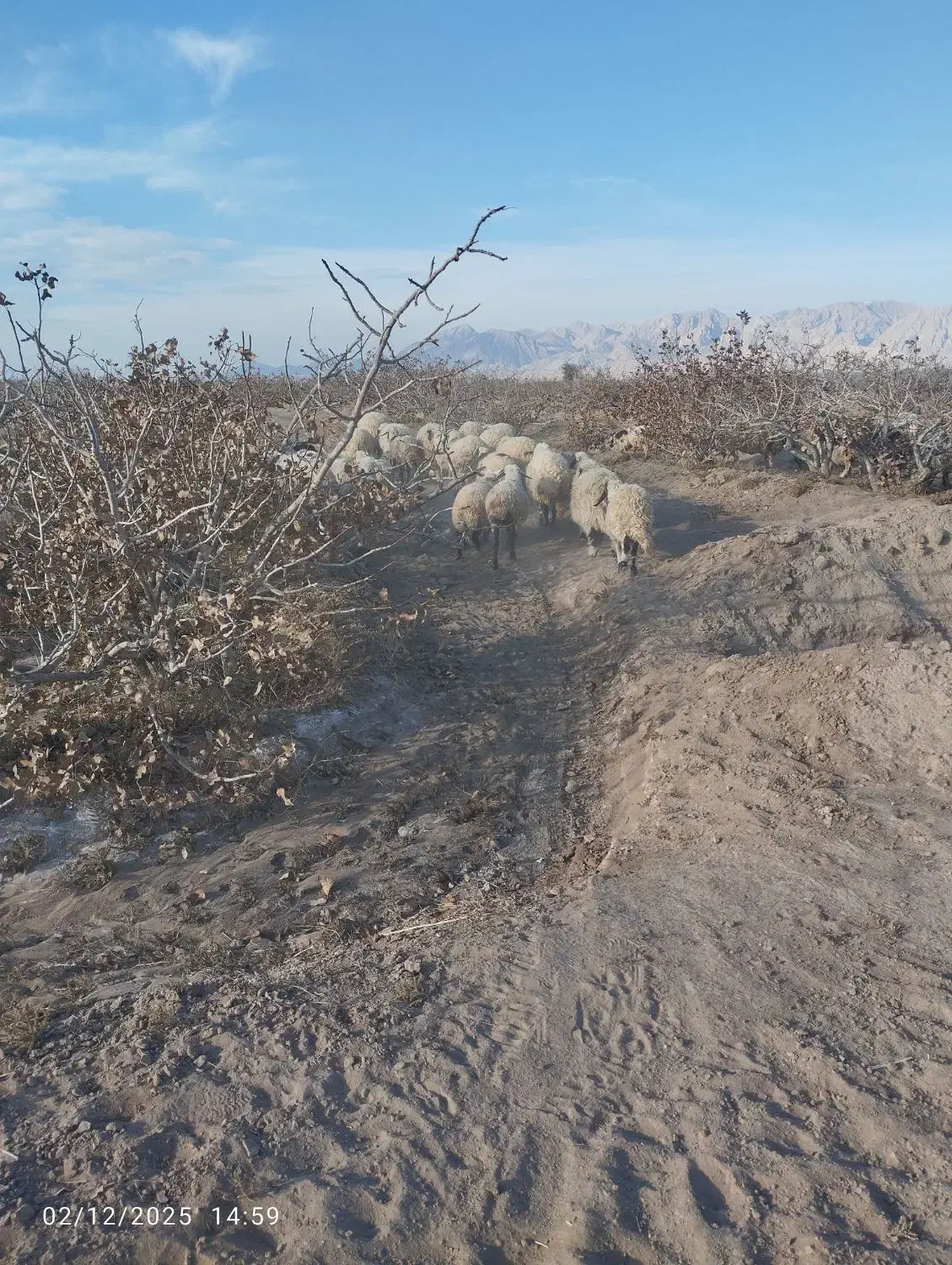 میش|حیوانات مزرعه|رفسنجان, |دیوار