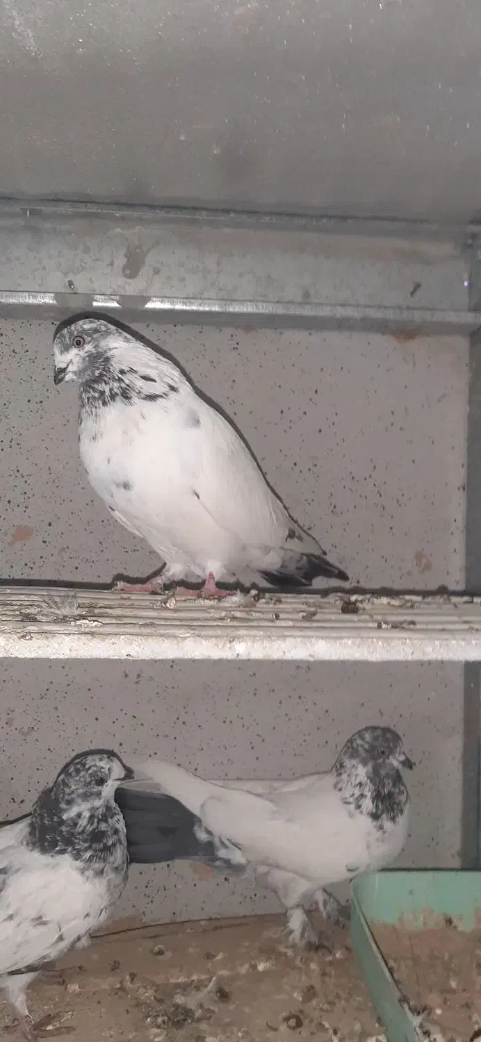 کله دم سبز|پرنده|رومشکان, |دیوار