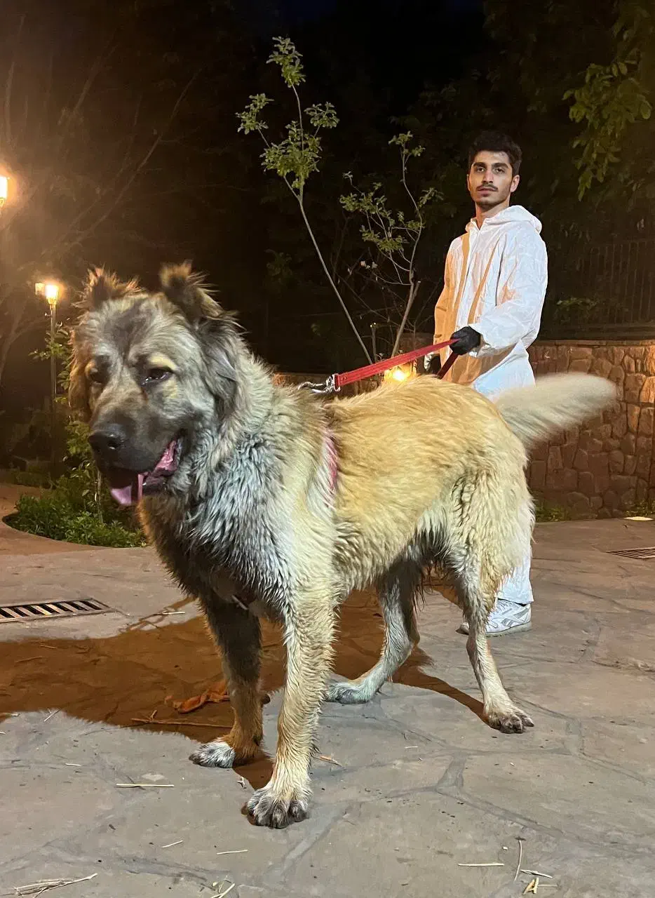 واگذاری سگ سرابی|سگ|دماوند, دماوند|دیوار